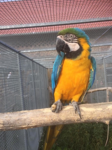 Akce - návštěva u papoušků