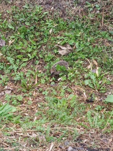 IMG-20191004-WA0027